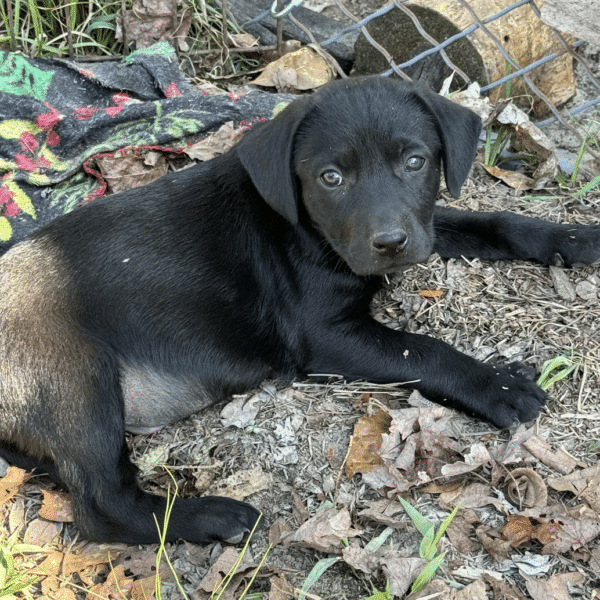 This is Peter, an 8 week old black lab mix availalbe for adoption at GImme Shelter Animal rescue in Sagaponack, NY. He's lying down, on the ground outside, facing the camera.